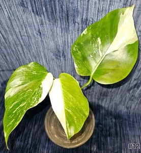 Monstera Albo Variegated Halfmoon, 4 Leaves, Established In 3.5" Pot - Picture 1 of 10