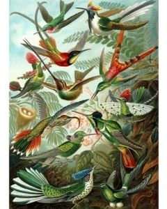 USA - DIY Paint by Number Kit Acrylic Painting Home Decor - Hummingbirds - Picture 1 of 2