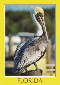 Postcard FL Florida Brown Pelican Siesta MINT c1980s-90s - Picture 1 of 1