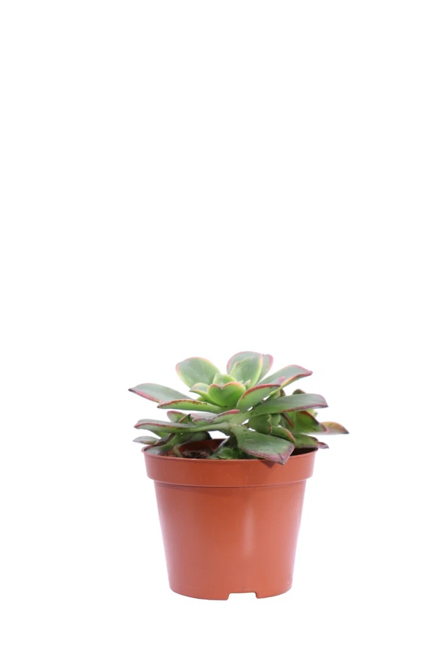 Pianta vera di Aeonium mix diverse varietà succulenta ornamentale da interno - Immagine 1 di 1