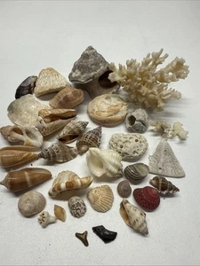 Seashells 31 Pieces 209.1g - Picture 1 of 6