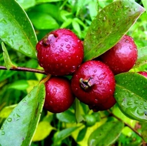20 Strawberry Guava Tree Seeds (Psidium cattleianum) Edible Garden Fruit Plant - Picture 1 of 12