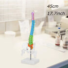 Human Skeleton Spine Model Anatomy Model with Pelvis Femur, 45cm/17.7in
