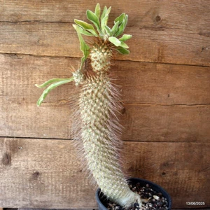 D4604 PACHYPODIUM NAMAQUANUM maceta 18-H44-W8 cm MaMa Cactus - Imagen 1 de 4