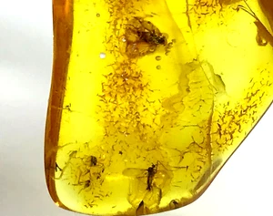 AMBER PIECE 2 Insects Inclusion Fossil Natural Baltic Amber Insect 4,9g 16574 - Picture 1 of 12