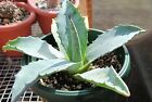 Agave Americana Cactus Cacti Succulent Aloe Rooted Plant Free Gift