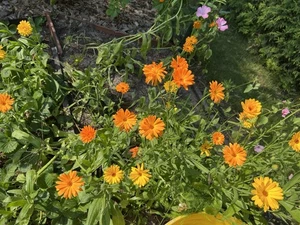 50++ Samen RINGELBLUMEN MIX Calendula officinal - Bild 1 von 2