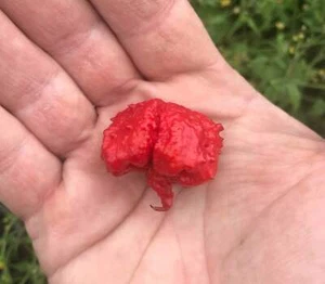 Dragon's Breath Chile Pepper Premium Seed Packet Possibly Hottest in The World - Picture 1 of 1