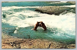 Postal Osos pardos en río lucha anclaje Alaska AK - Imagen 1 de 2