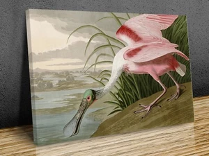 Roseate Spoonbill canvas print art wall framed or print only - Picture 1 of 11