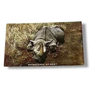 Postcard Rhinoceros at Rest Roosevelt Tour Series c1909 Divided Back Card C311 - Picture 1 of 2