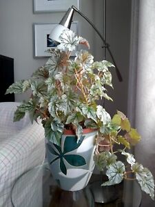 Angel Wing Begonia - Looking Glass - Plant Rooted Cutting