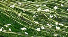 Ranunculus aquatilis - 1 - 50 Bunch / Oxygenating Pond Water Plants - OX022