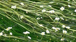 Ranunculus aquatilis - 1 - 50 Bunch / Oxygenating Pond Water Plants - OX022 - Picture 1 of 3