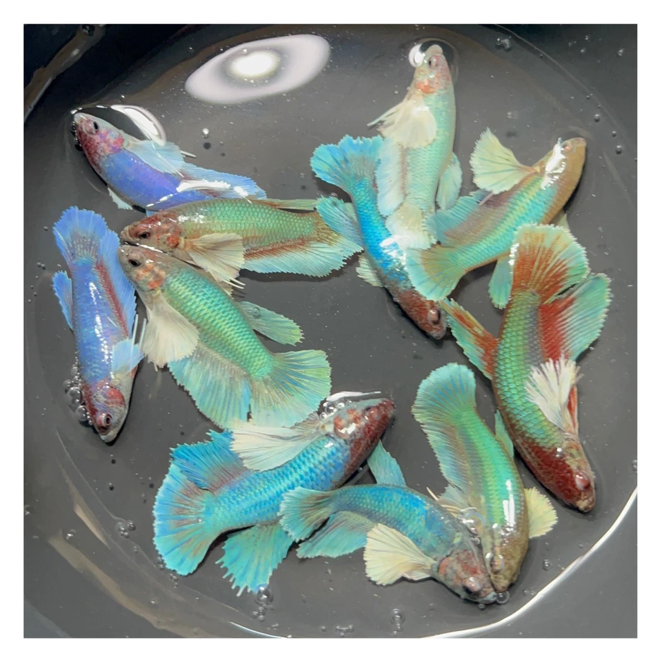 Female Betta Live Fish - X1 Dumbo Fancy HMPK - Sorority Or Breeding - Image 1 of 1