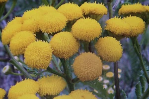 50 Samen Rainfarn,Tanacetum vulgare #715 - Bild 1 von 1