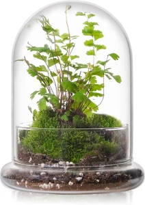 WHJY 6 Inches Glass Cloche for Indoor Plants - Small Terrarium with Air Hole, Ba - Picture 1 of 11