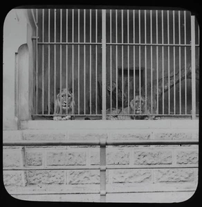 ANTIQUE Glass Magic Lantern Slide LIONS AT A ZOO C1900 PHOTO - Picture 1 of 2