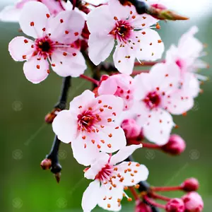 Prunus cerasifera 'Pissardii Nigra' | Purple Leaved Plum | Fruit Tree | 5-6ft - Picture 1 of 8