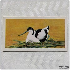 Brooke Bond British Birds #4 The Avocet Tea Card (CC120)