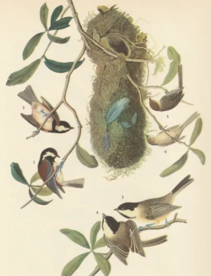 Impresión artística Audubon 1941 353 garbanzos y tetas Bush. Ilustración de pájaro vintage. Foto 1 de 2
