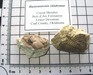 Devonian trilobite fossil Huntonia Huntoniatonia partial specimens Oklahoma P#35 - Picture 1 of 8