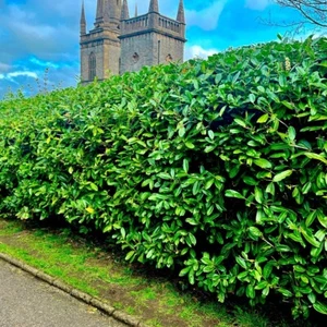 1 Cherry Laurel Fast Growing Evergreen Hedging Plants 20-30cm Tall in 10cm Pot - Picture 1 of 11