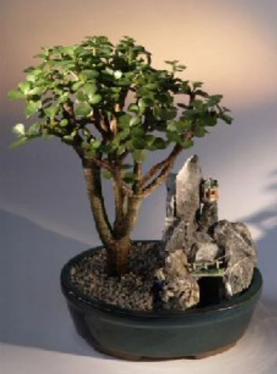 Baby Jade Bonsai Tree Live Plant Portulacaria Afra 7" H & Stone Landscape Scene - Image 1 of 1