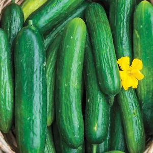 Beit Alpha Cucumber Seeds, Persian or Lebanese Cucumber, Burpless, FREE SHIPPING - Picture 1 of 2