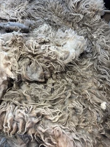 8 Pfund Navajo Churro Schafwolle Faservlies Spinnen Weben Filzen Haarlocken - Bild 1 von 9