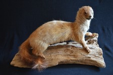 Vintage Taxidermy Full Mount Mink Weasel on branch or log 17" long x " tall