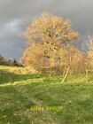Photo 6x4 An oak tree next to the cider orchard Bartestree Cider orchards c2021
