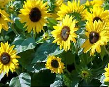 50 SKYSCRAPER SUNFLOWER Helianthus Annuus Flower Seeds A193