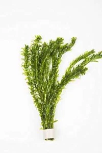 ELODEA DENSA x 20 Stems (4 Bunch of 5) x Oxygenating Weed Live Pond Plant - Picture 1 of 4