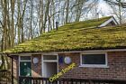 Photo 6x4 Moss on Roof, Trent Park, Cockfosters, Hertfordshire East Barne c2014