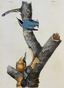 Audubon Red Bellied Nuthatch Plate 248 Birds Of America 1ª Edición Octavo - Imagen 1 de 3