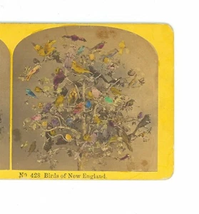 B6036 Kilburn 428, Tinted Birds Of New England D - Picture 1 of 3
