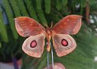 Saturniidae Automeris Sp. Rare Butterfly Mounted Riker Framed From Peru #5