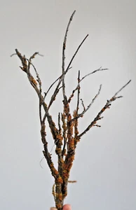 BUY 2 GET 1 FREE 10+ Miniature Tree sagebrush Railroad ho Scale Wargaming - Picture 1 of 4