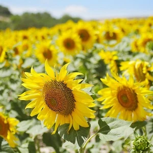 Semillas de girasol, semillas Helianthus annuus - reliquia, no transgénico, paquete de semillas orgánicas - Imagen 1 de 4