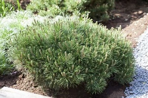 Pinus mugo 'Pumilio', Bergkiefer, kompakt, 25–30 cm - Bild 1 von 10