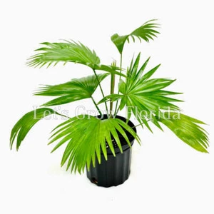 Saribus Rotundifolia 'Round Leaf Fountain Palm' Tree - Picture 1 of 7