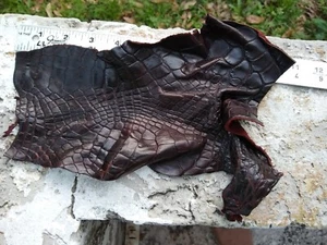 Wild Alligator Gator Leg Leather Scrap piece crafter craft insert Rust AP30 - Picture 1 of 19