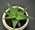 Aloe cv. Green Sand/ Vito Kelly Griffin Hybrid Sukkulente Jungpflanze Ø12 cm RAR
