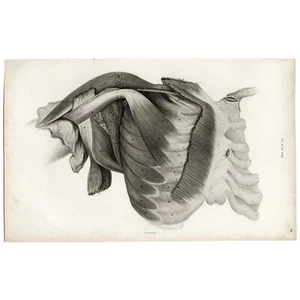 SELTEN 1822 LIZARE ANATOMIE Folio Gravur PL VIII, SCHULTER- & THORAXMUSKELN - Bild 1 von 7