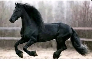 Racing Horse Force with Blue, Green, Red or Black Cap CEN Racing - Picture 1 of 2