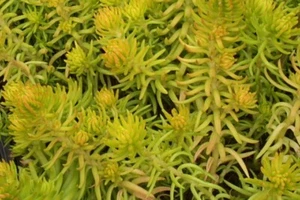 SEDUM ANGELINA 200 SEEDS, HARDY SEDUM, YELLOW FLOWERS IN SUMMER, EZ TO GROW. - Picture 1 of 10