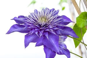 Clematis Hybride 'Multi Blue', Waldrebe, blau, 40–60 cm - Bild 1 von 14