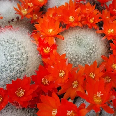 Rebutia albipilosa cactus Cacti Succulent real live plant - Image 1 of 4