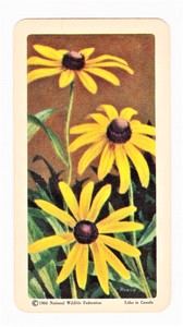BROOKE BOND CANADA - WILD FLOWERS OF NORTH AMERICA Series 3 #47 Black-Eyed Susan